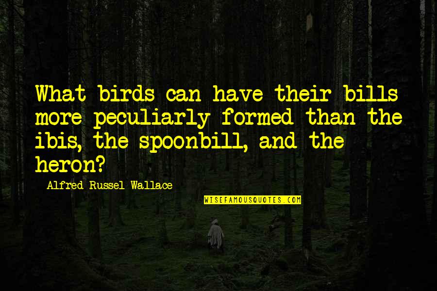 Spoonbill Quotes By Alfred Russel Wallace: What birds can have their bills more peculiarly