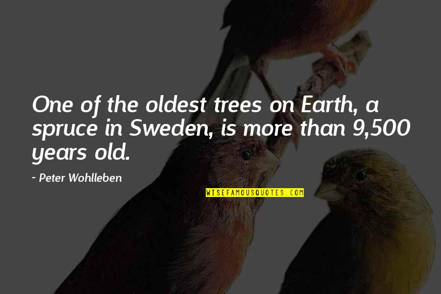 Spruce Quotes By Peter Wohlleben: One of the oldest trees on Earth, a Spruce Quotes By Peter Wohlleben: One of the oldest trees on Earth, a