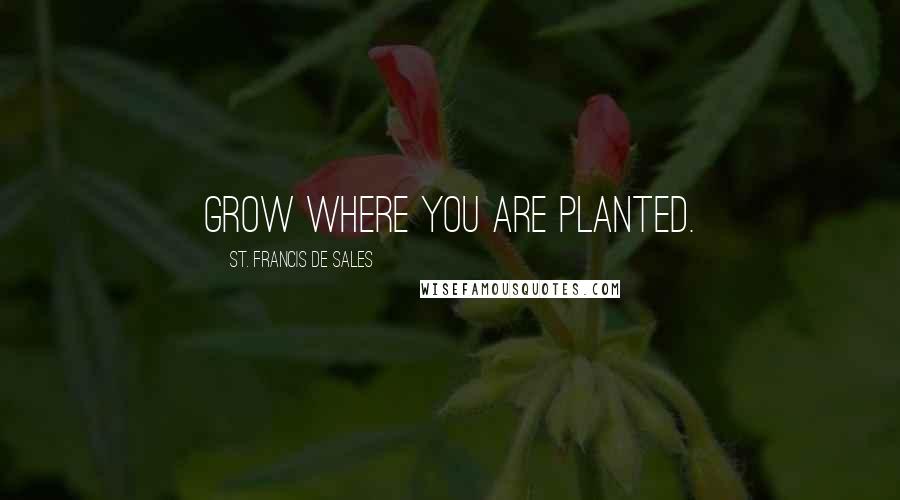 St. Francis De Sales quotes: Grow where you are planted.