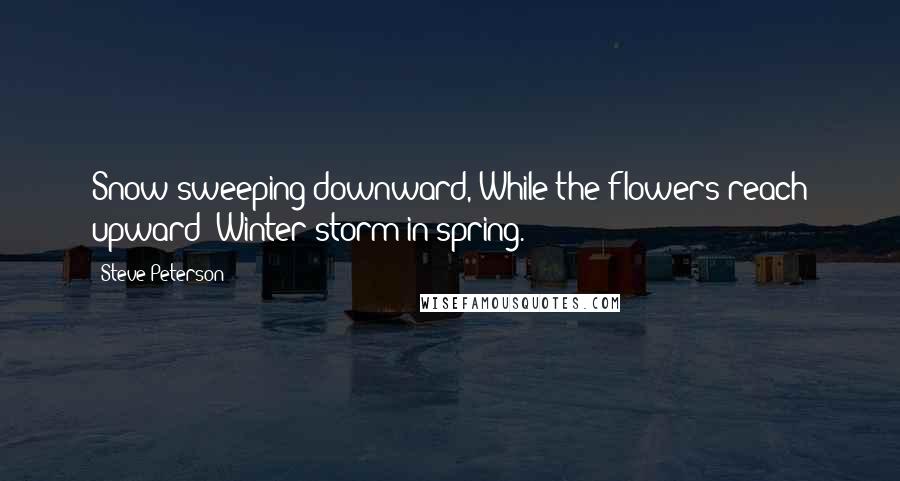 Steve Peterson quotes: Snow sweeping downward, While the flowers reach upward--Winter storm in spring.