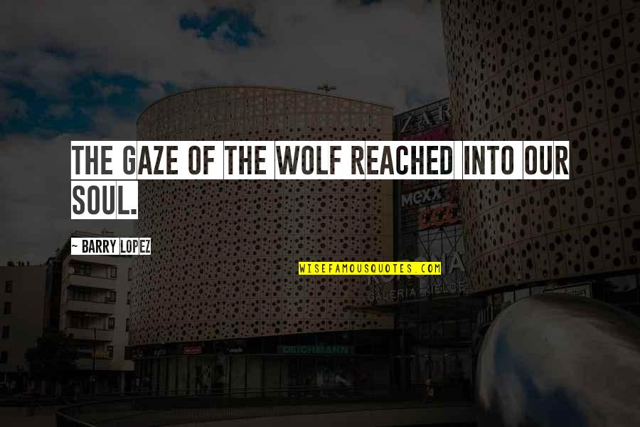 Stormcrows Quotes By Barry Lopez: The gaze of the wolf reached into our Stormcrows Quotes By Barry Lopez: The gaze of the wolf reached into our