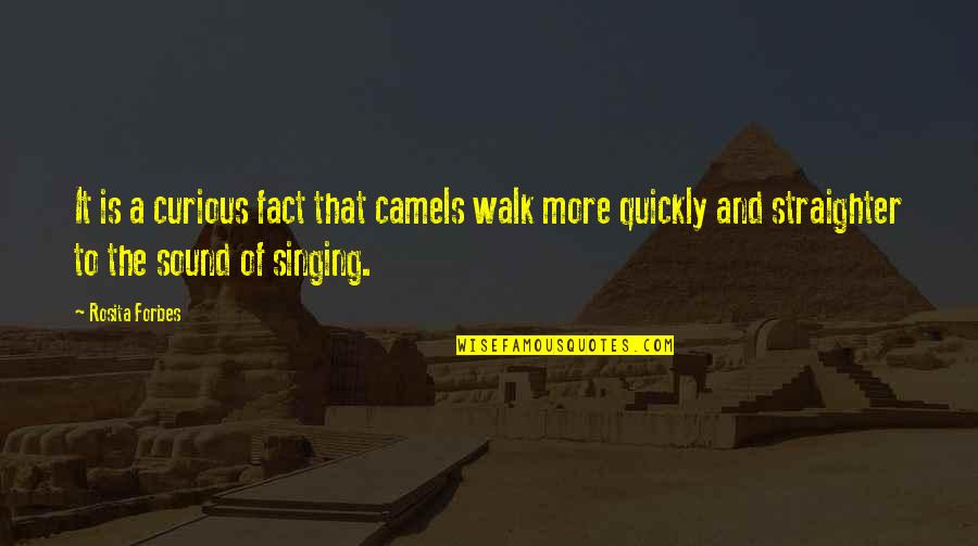 Straighter Quotes By Rosita Forbes: It is a curious fact that camels walk Straighter Quotes By Rosita Forbes: It is a curious fact that camels walk