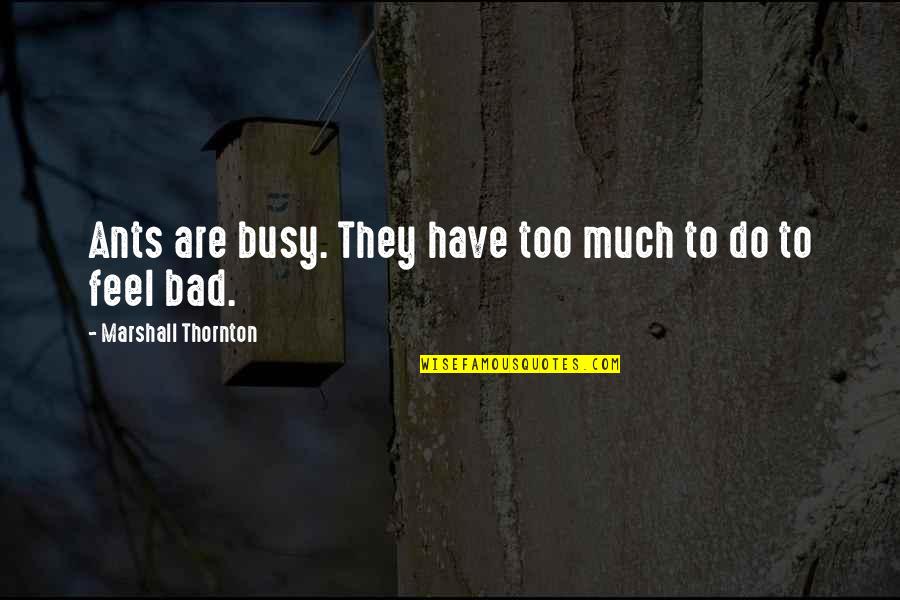 Strange Meeting Hilliard Quotes By Marshall Thornton: Ants are busy. They have too much to Strange Meeting Hilliard Quotes By Marshall Thornton: Ants are busy. They have too much to