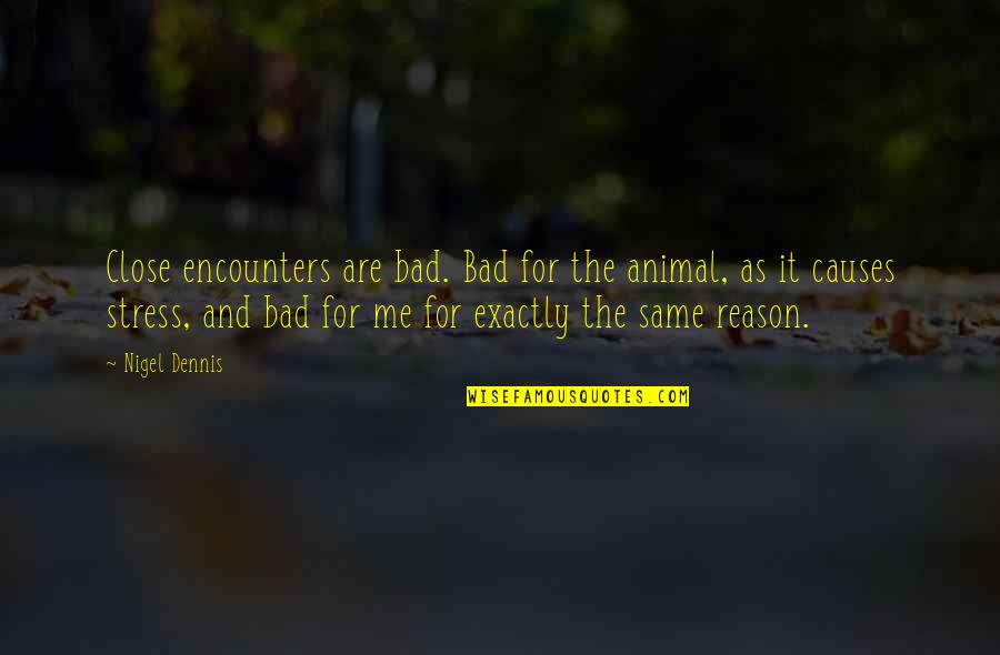 Stress It Quotes By Nigel Dennis: Close encounters are bad. Bad for the animal, Stress It Quotes By Nigel Dennis: Close encounters are bad. Bad for the animal,