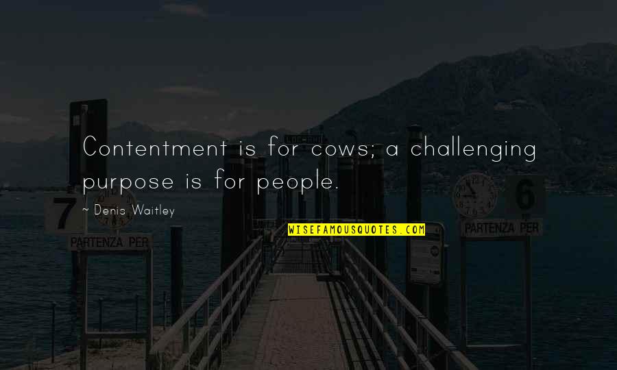 Stretchers Ears Quotes By Denis Waitley: Contentment is for cows; a challenging purpose is Stretchers Ears Quotes By Denis Waitley: Contentment is for cows; a challenging purpose is