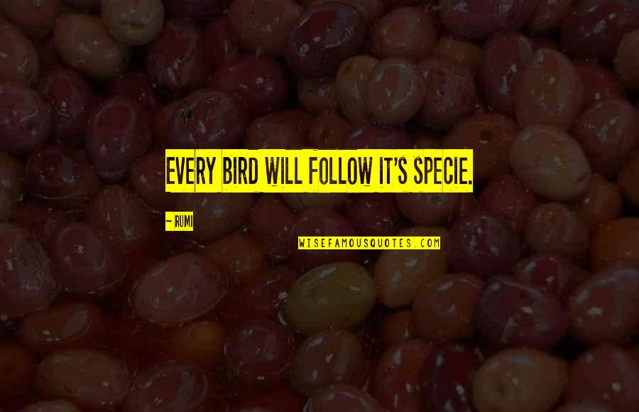 Sub Specie Quotes By Rumi: Every bird will follow it's specie.