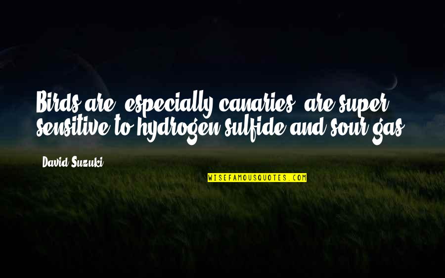 Sulfide Quotes By David Suzuki: Birds are, especially canaries, are super sensitive to