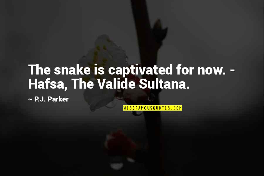 Sultana Quotes By P.J. Parker: The snake is captivated for now. - Hafsa,