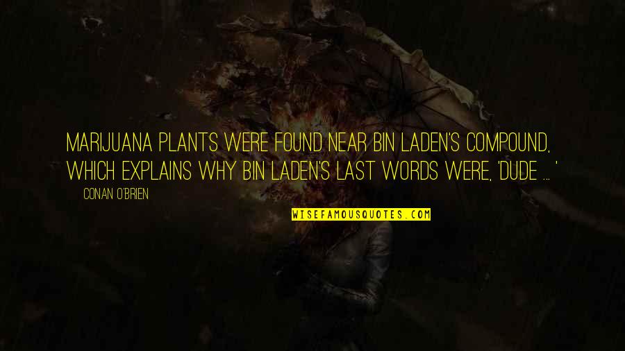 Sumana Gangi Quotes By Conan O'Brien: Marijuana plants were found near bin Laden's compound,