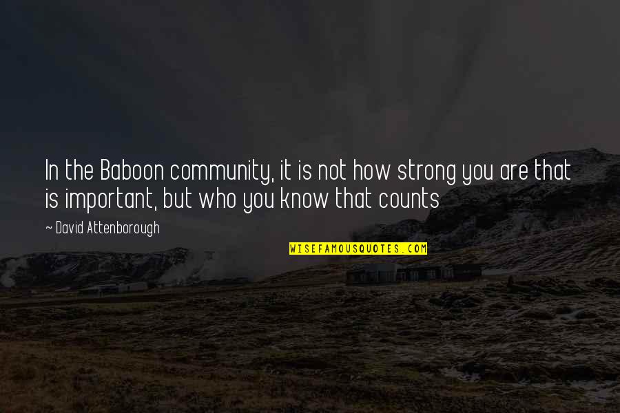 Sumarian Quotes By David Attenborough: In the Baboon community, it is not how Sumarian Quotes By David Attenborough: In the Baboon community, it is not how