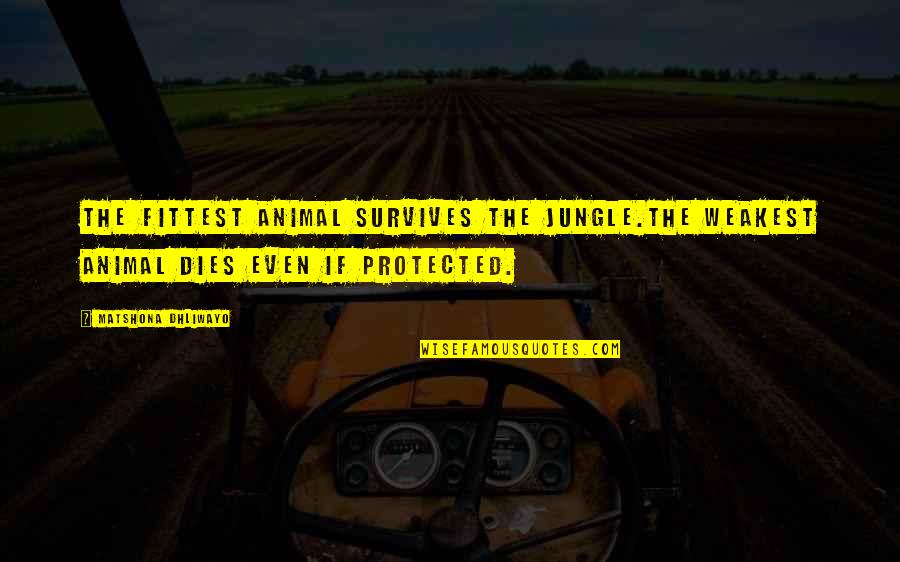 Survival Of The Fittest Quotes Quotes By Matshona Dhliwayo: The fittest animal survives the jungle.The weakest animal Survival Of The Fittest Quotes Quotes By Matshona Dhliwayo: The fittest animal survives the jungle.The weakest animal