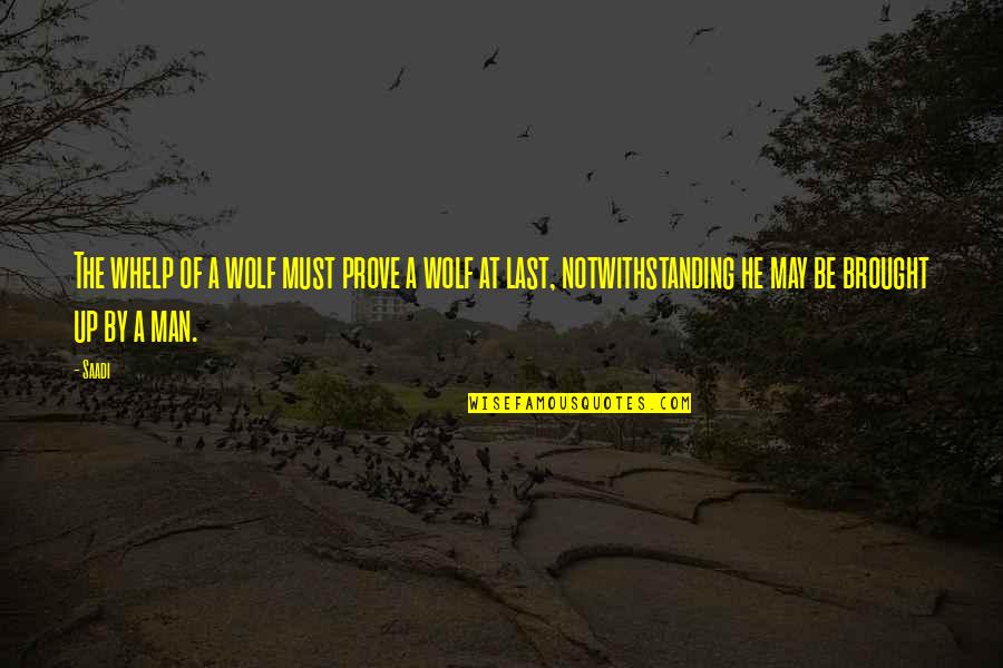 Suspicionless Searches Quotes By Saadi: The whelp of a wolf must prove a Suspicionless Searches Quotes By Saadi: The whelp of a wolf must prove a