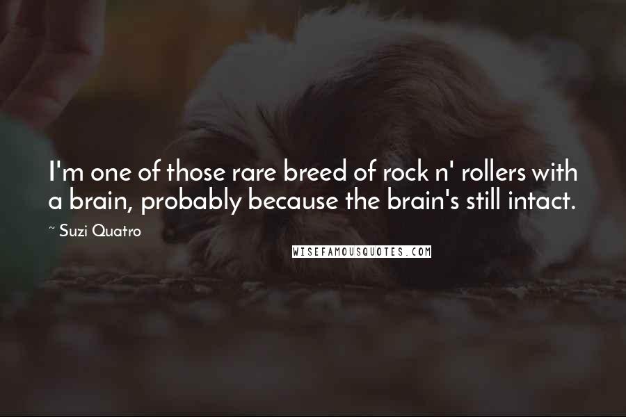 Suzi Quatro quotes: I'm one of those rare breed of rock n' rollers with a brain, probably because the brain's still intact.