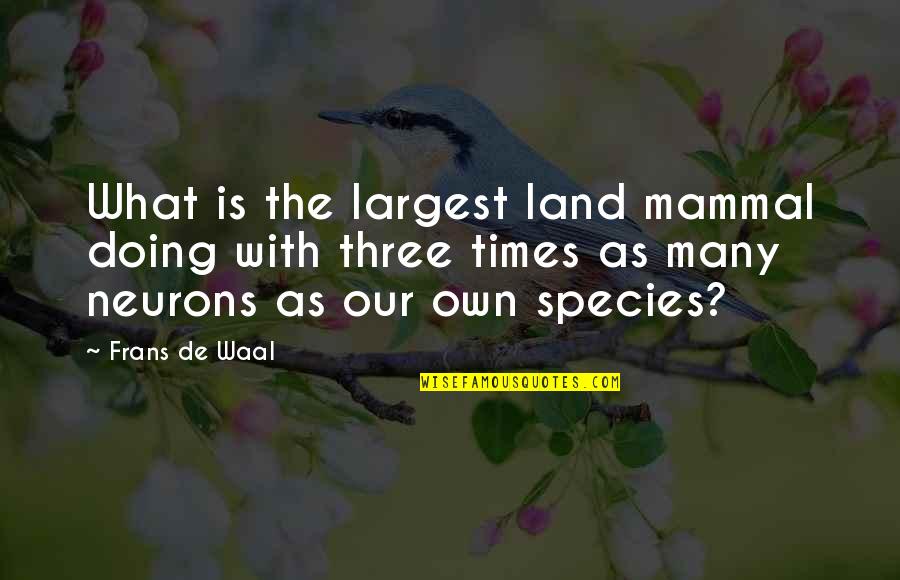 Suzuya Quotes By Frans De Waal: What is the largest land mammal doing with