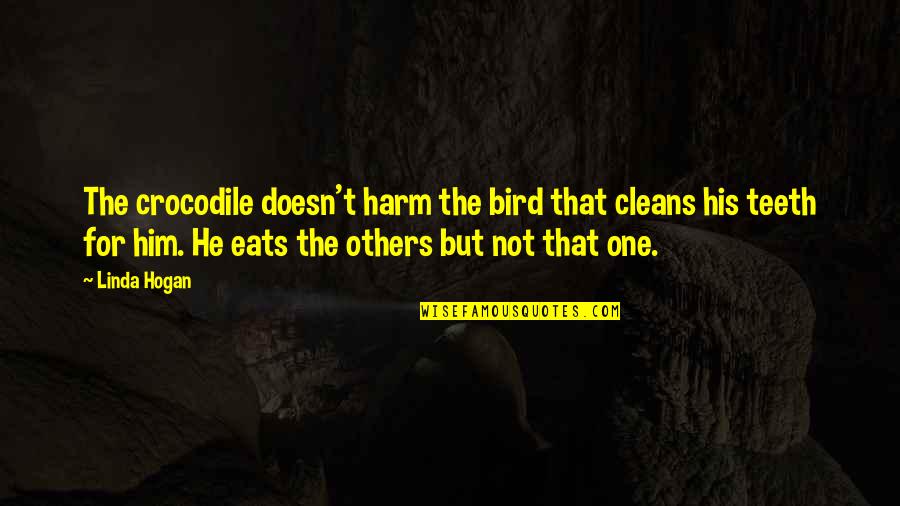 T Bird Quotes By Linda Hogan: The crocodile doesn't harm the bird that cleans