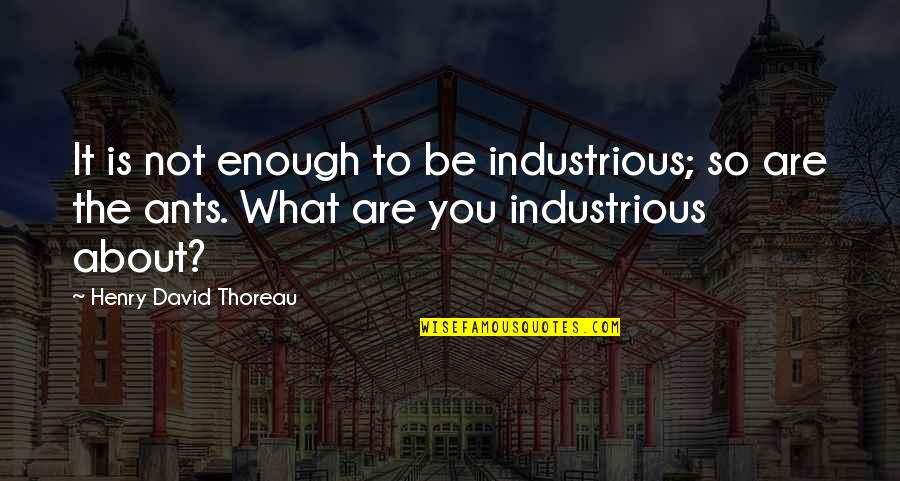 Tabrizi Rugs Quotes By Henry David Thoreau: It is not enough to be industrious; so