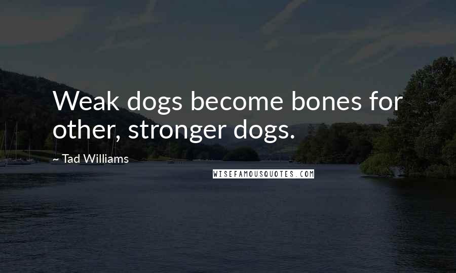 Tad Williams quotes: Weak dogs become bones for other, stronger dogs.