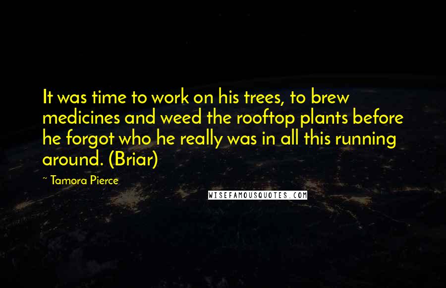 Tamora Pierce quotes: It was time to work on his trees, to brew medicines and weed the rooftop plants before he forgot who he really was in all this running around. (Briar)