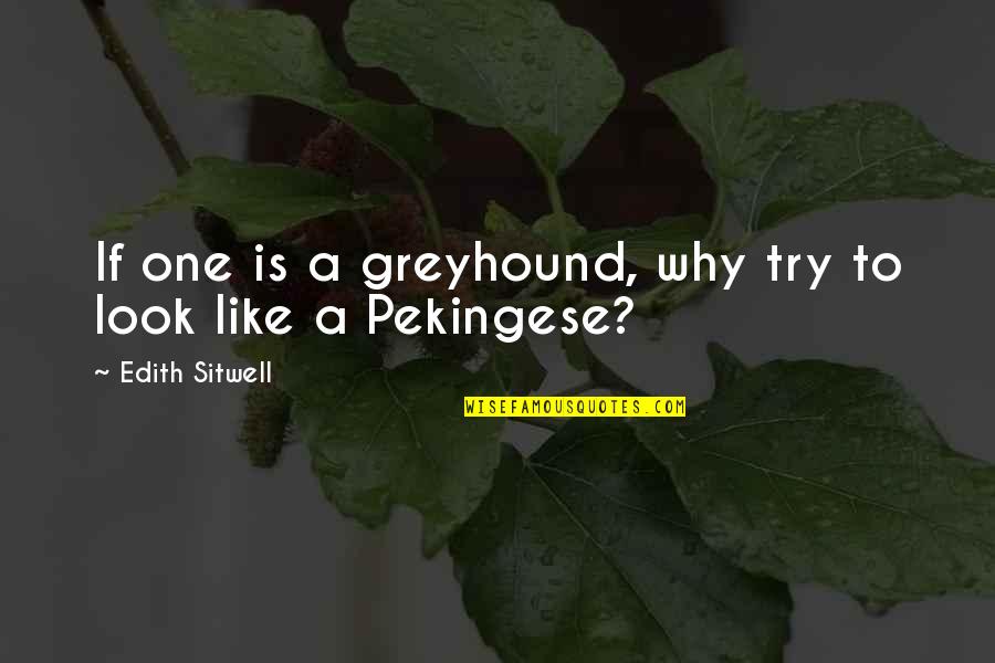 Tangoed Quotes By Edith Sitwell: If one is a greyhound, why try to