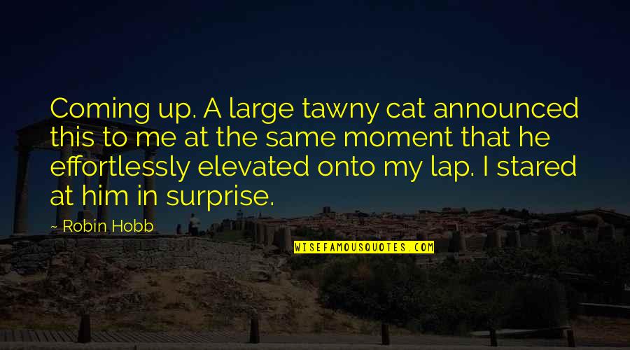 Tapeheads Quotes By Robin Hobb: Coming up. A large tawny cat announced this