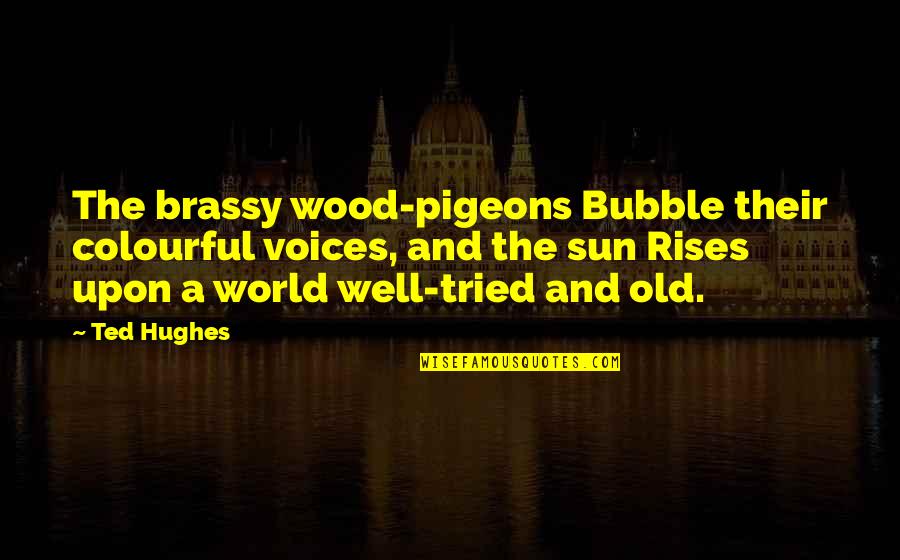 Ted Hughes Quotes By Ted Hughes: The brassy wood-pigeons Bubble their colourful voices, and Ted Hughes Quotes By Ted Hughes: The brassy wood-pigeons Bubble their colourful voices, and