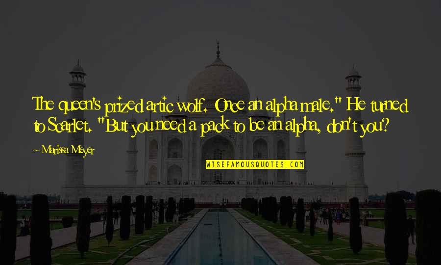 Terbunuh Rindu Quotes By Marissa Meyer: The queen's prized artic wolf. Once an alpha Terbunuh Rindu Quotes By Marissa Meyer: The queen's prized artic wolf. Once an alpha