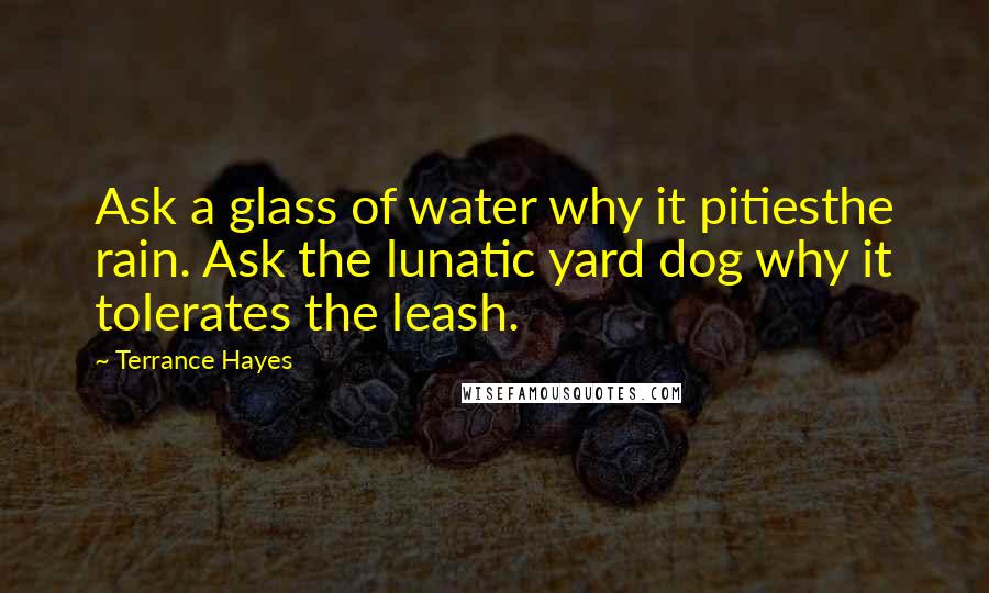 Terrance Hayes quotes: Ask a glass of water why it pitiesthe rain. Ask the lunatic yard dog why it tolerates the leash.