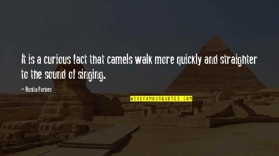 That Sound Quotes By Rosita Forbes: It is a curious fact that camels walk