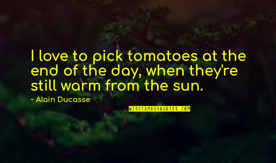 The End Of Love Quotes By Alain Ducasse: I love to pick tomatoes at the end