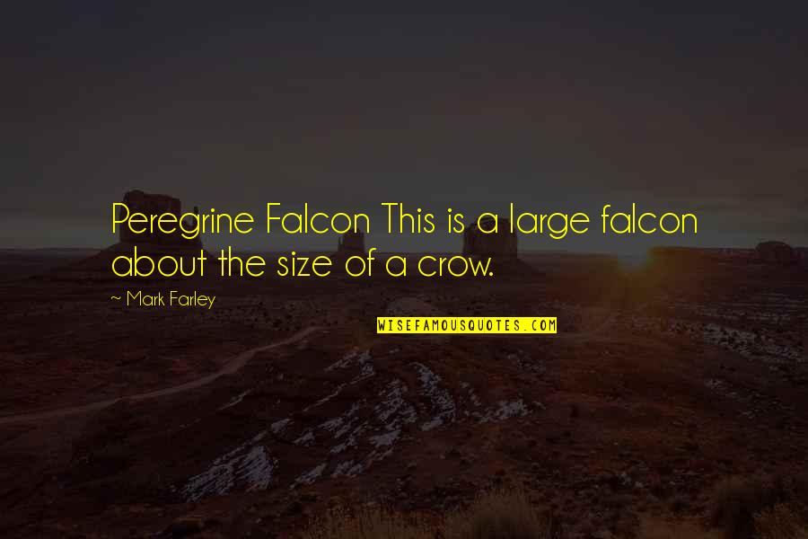 The Falcon Quotes By Mark Farley: Peregrine Falcon This is a large falcon about