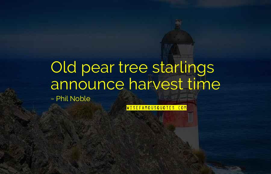 The Fall Harvest Quotes By Phil Noble: Old pear tree starlings announce harvest time