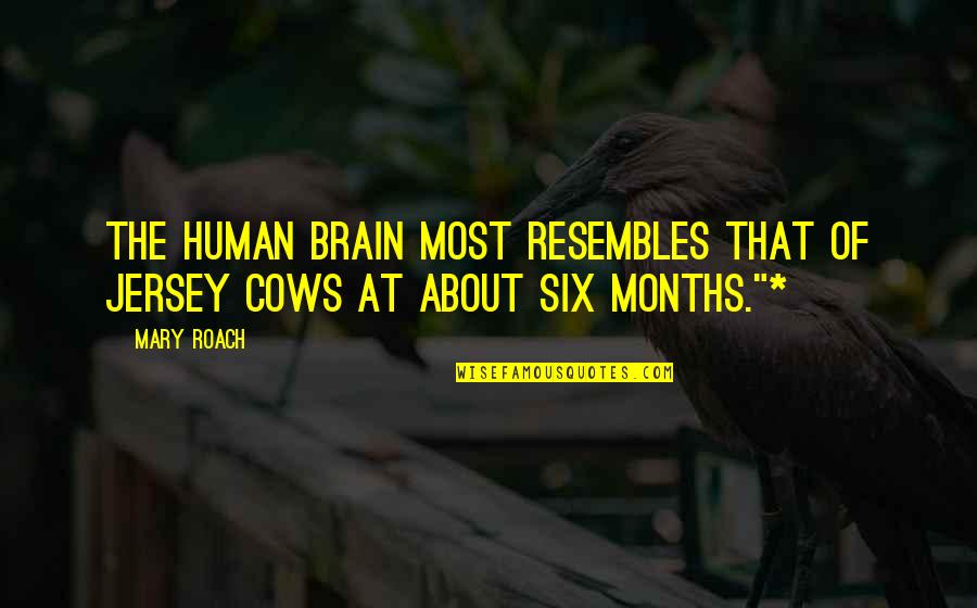 The Human Brain Quotes By Mary Roach: The human brain most resembles that of Jersey