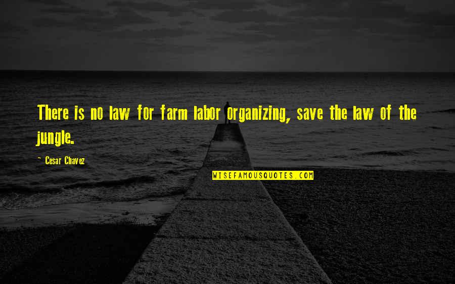 The Jungle Quotes By Cesar Chavez: There is no law for farm labor organizing,