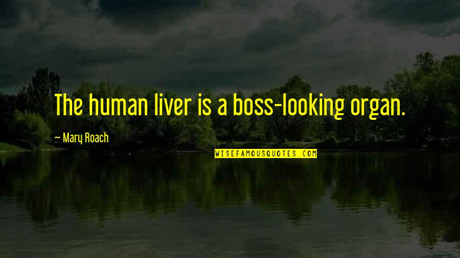 The Liver Quotes By Mary Roach: The human liver is a boss-looking organ. The Liver Quotes By Mary Roach: The human liver is a boss-looking organ.
