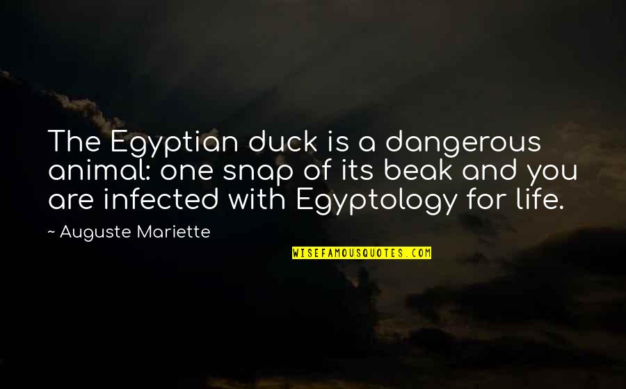 The Most Dangerous Animal Quotes By Auguste Mariette: The Egyptian duck is a dangerous animal: one