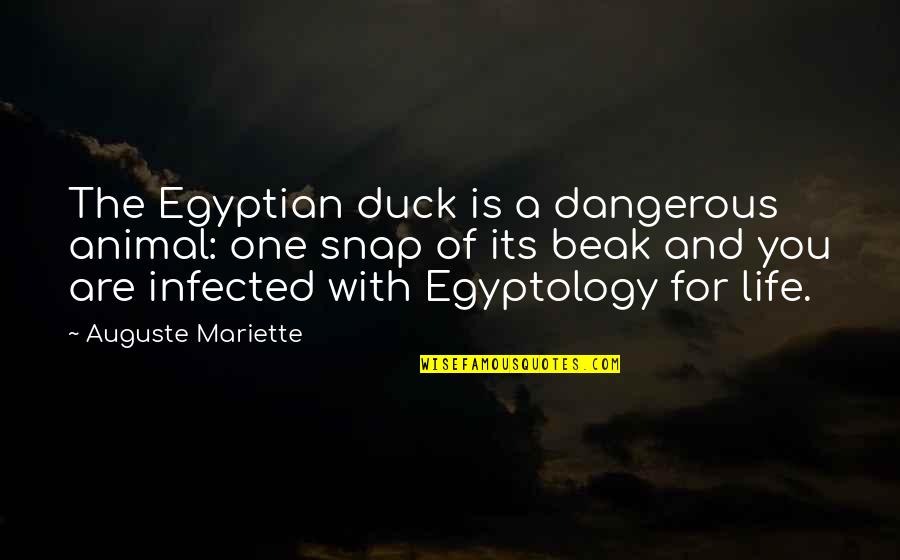 The Most Dangerous Animal Quotes By Auguste Mariette: The Egyptian duck is a dangerous animal: one The Most Dangerous Animal Quotes By Auguste Mariette: The Egyptian duck is a dangerous animal: one