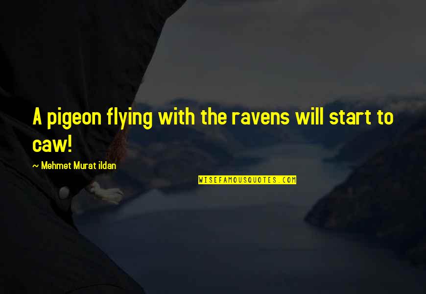 The Pigeon Quotes By Mehmet Murat Ildan: A pigeon flying with the ravens will start