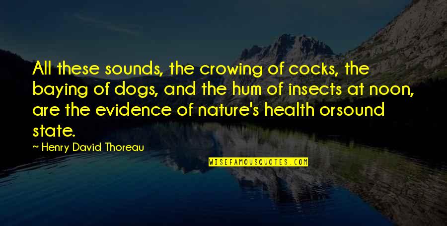 The State Of Nature Quotes By Henry David Thoreau: All these sounds, the crowing of cocks, the