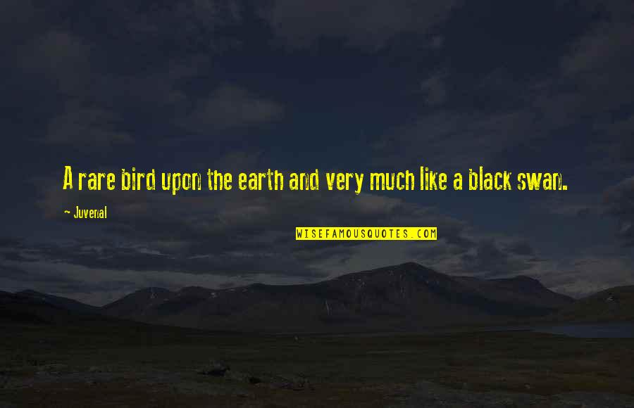 The Swan Quotes By Juvenal: A rare bird upon the earth and very
