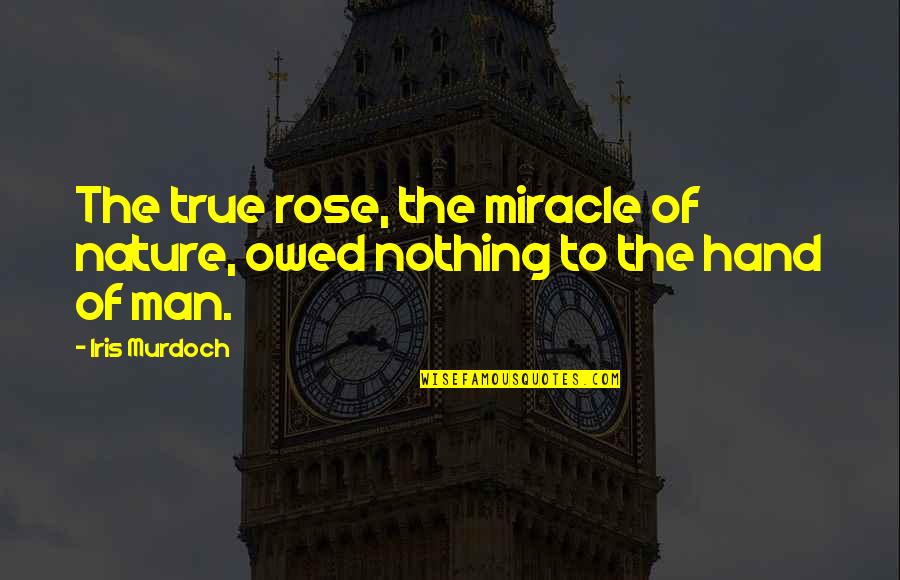 The True Nature Of Man Quotes By Iris Murdoch: The true rose, the miracle of nature, owed