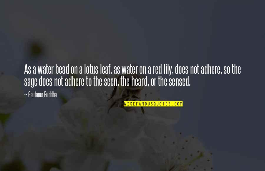 The Water Lily Quotes By Gautama Buddha: As a water bead on a lotus leaf,