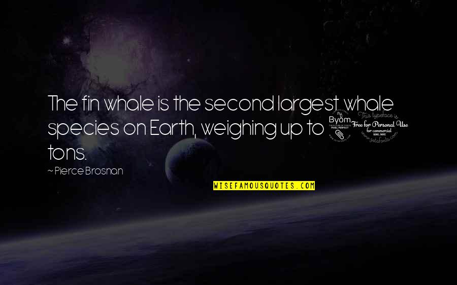 The Weather Man Quotes By Pierce Brosnan: The fin whale is the second largest whale