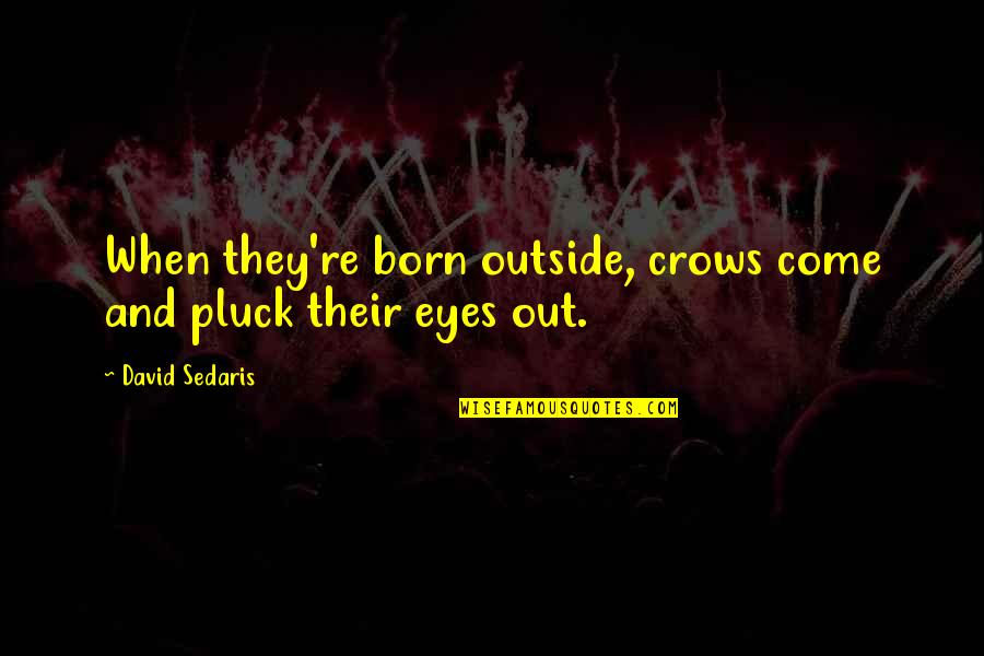 Theessayists's Quotes By David Sedaris: When they're born outside, crows come and pluck
