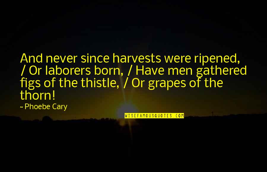 Thistle Quotes By Phoebe Cary: And never since harvests were ripened, / Or