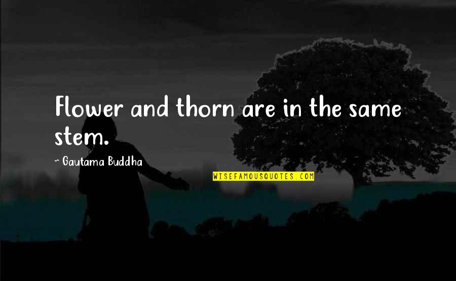 Thorn Quotes By Gautama Buddha: Flower and thorn are in the same stem.