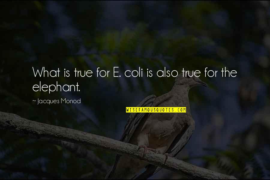 Three Days Grace Never Too Late Quotes By Jacques Monod: What is true for E. coli is also