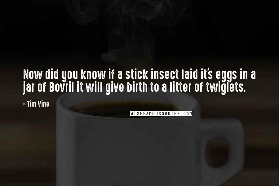 Tim Vine quotes: Now did you know if a stick insect laid it's eggs in a jar of Bovril it will give birth to a litter of twiglets. Tim Vine quotes: Now did you know if a stick insect laid it's eggs in a jar of Bovril it will give birth to a litter of twiglets.
