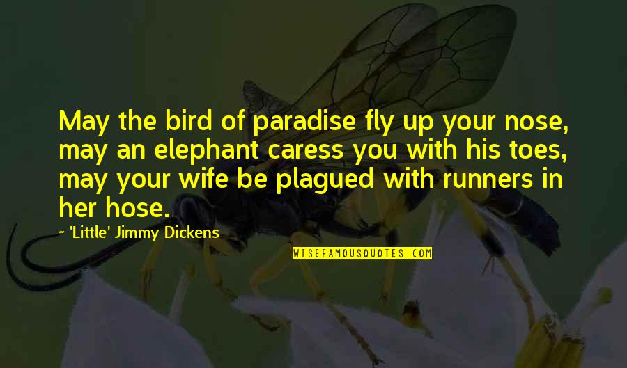 Toes Quotes By 'Little' Jimmy Dickens: May the bird of paradise fly up your