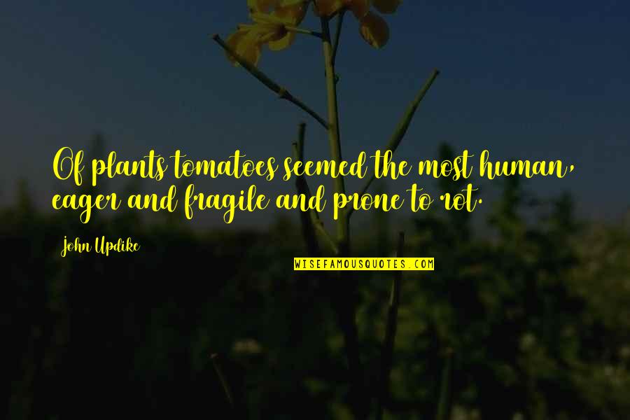 Tomatoes Quotes By John Updike: Of plants tomatoes seemed the most human, eager