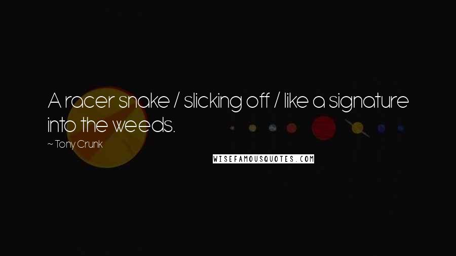 Tony Crunk quotes: A racer snake / slicking off / like a signature into the weeds.